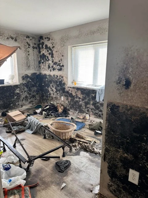 black mold removal in Nashville, TN