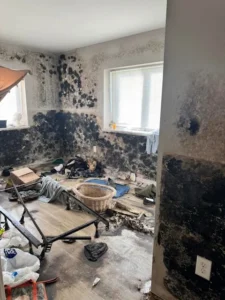 mold remediation in Springfield, TN